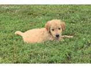 Goldendoodle Puppy for sale in Vergennes, IL, USA