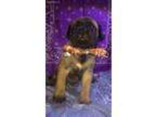 Mastiff Puppy for sale in Orlando, FL, USA