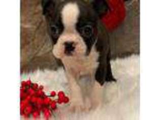 Boston Terrier Puppy for sale in Riverhead, NY, USA