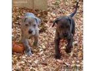 Great Dane Puppy for sale in Culpeper, VA, USA