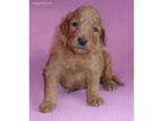 Mutt Puppy for sale in Butler, OH, USA