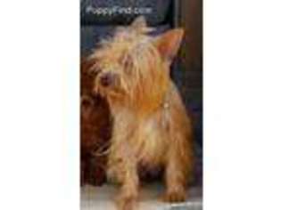 Yorkshire Terrier Puppy for sale in Sacramento, CA, USA