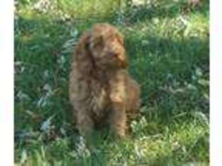 Cock-A-Poo Puppy for sale in Warminster, PA, USA