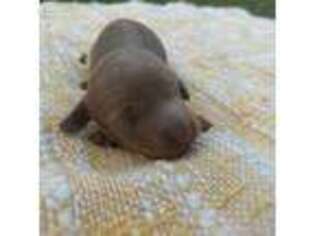 Dachshund Puppy for sale in Hot Springs, AR, USA