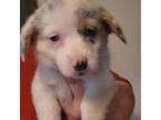 Pembroke Welsh Corgi Puppy for sale in Vermilion, OH, USA
