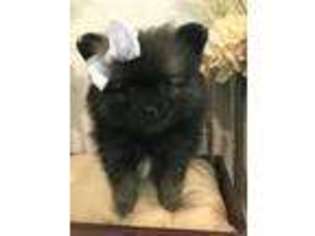 Pomeranian Puppy for sale in Greenwood, FL, USA