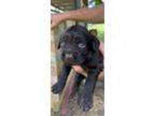 Boykin Spaniel Puppy for sale in Saint George, SC, USA