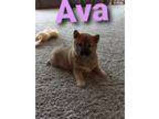 Shiba Inu Puppy for sale in Woodburn, IN, USA