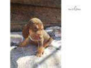 Bloodhound Puppy for sale in Springfield, MO, USA