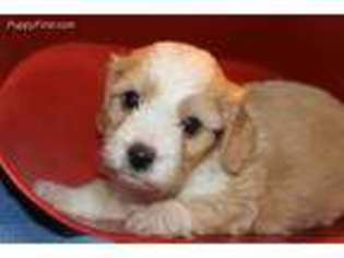 Cavachon Puppy for sale in Orange City, IA, USA