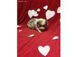 Pembroke Welsh Corgi Puppy for sale in Silverton, TX, USA