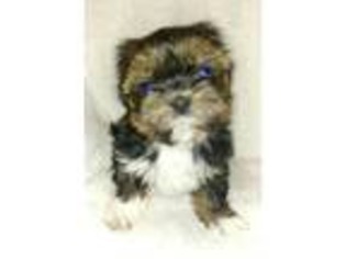 Mutt Puppy for sale in Kirkland, WA, USA