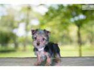 Yorkshire Terrier Puppy for sale in Saint George, UT, USA