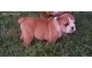 Bulldog Puppy for sale in Crossville, TN, USA