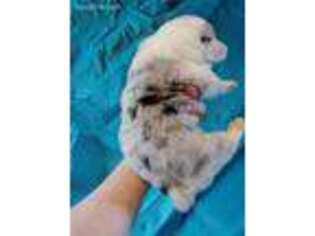 Pembroke Welsh Corgi Puppy for sale in Republic, MO, USA