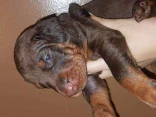 Doberman Pinscher Puppy for sale in Laconia, NH, USA