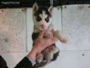 Siberian Husky Puppy for sale in Stony Creek, NY, USA