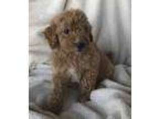 Labradoodle Puppy for sale in Sanger, CA, USA