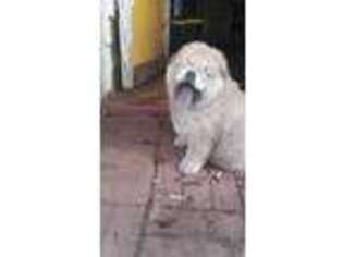 Chow Chow Puppy for sale in Ocala, FL, USA