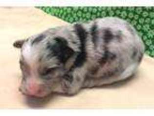 Miniature Australian Shepherd Puppy for sale in Independence, KS, USA