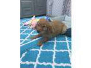 Golden Retriever Puppy for sale in Colton, SD, USA