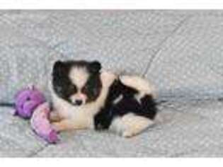 Pomeranian Puppy for sale in Stephens City, VA, USA