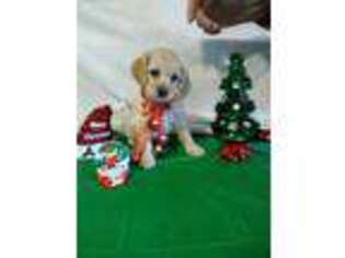 Cocker Spaniel Puppy for sale in Waco, TX, USA