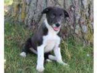 Border Collie Puppy for sale in Bangor, NY, USA