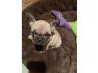 French Bulldog Puppy for sale in Nottingham, MD, USA