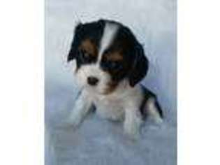 Cavalier King Charles Spaniel Puppy for sale in Holden, MO, USA