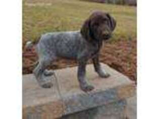 German Shorthaired Pointer Puppy for sale in Stevens, PA, USA