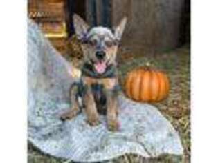 Australian Cattle Dog Puppy for sale in Boulder, CO, USA
