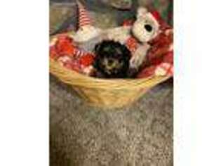 Yorkshire Terrier Puppy for sale in Montevallo, AL, USA