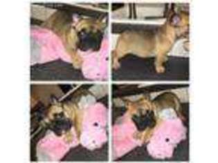 French Bulldog Puppy for sale in Eagle Lake, TX, USA
