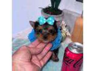 Yorkshire Terrier Puppy for sale in Abilene, TX, USA