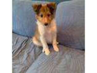 Shetland Sheepdog Puppy for sale in Fremont, CA, USA