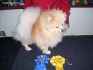 Pomeranian Puppy for sale in Hillsboro, MO, USA