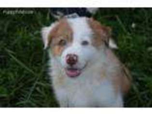 Border Collie Puppy for sale in Seagrove, NC, USA