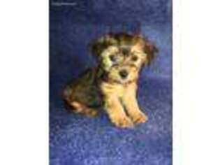 Yorkshire Terrier Puppy for sale in New Philadelphia, OH, USA