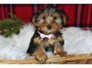 Yorkshire Terrier Puppy for sale in Malone, NY, USA