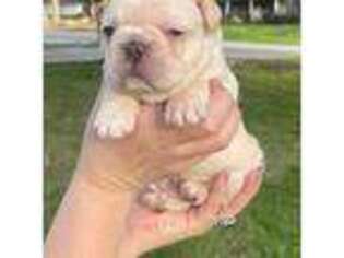 French Bulldog Puppy for sale in New Caney, TX, USA
