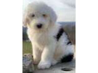 Old English Sheepdog Puppy for sale in Big Cove Tannery, PA, USA