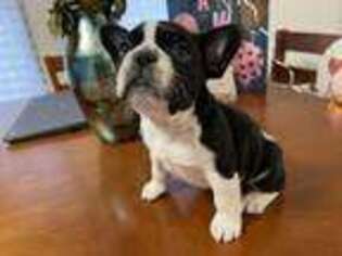 French Bulldog Puppy for sale in Clementon, NJ, USA