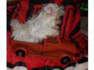 Maltese Puppy for sale in Woodland, AL, USA