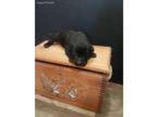 Labrador Retriever Puppy for sale in Newport, NE, USA