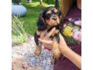 Cavalier King Charles Spaniel Puppy for sale in Brookfield, WI, USA