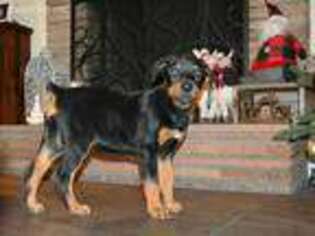 Rottweiler Puppy for sale in Compton, CA, USA