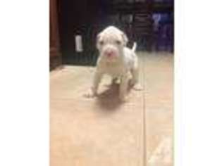 American Bulldog Puppy for sale in CONROE, TX, USA