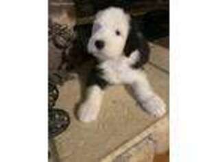 Old English Sheepdog Puppy for sale in Oconee, IL, USA