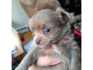 Chihuahua Puppy for sale in Billerica, MA, USA